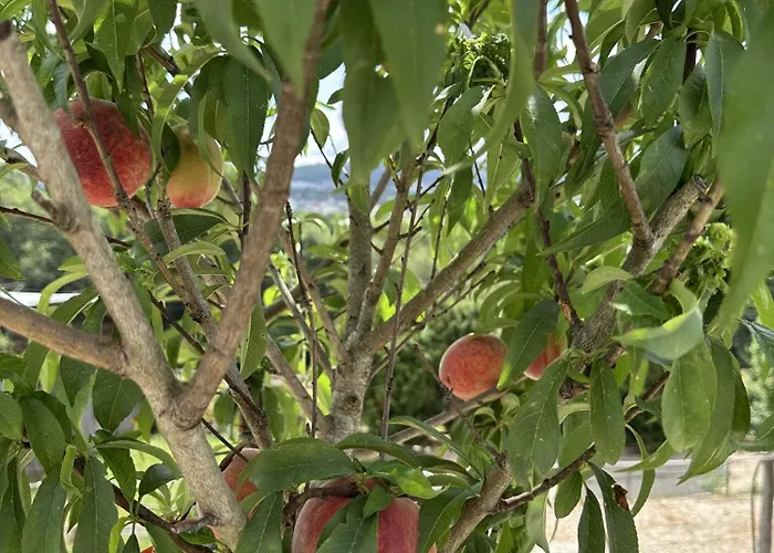 Farma Refugio D Alecrim *